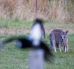 Magpie and Kangaroos on Parkland 9 camping site at Grampians Paradise Camping and Caravan Parkland